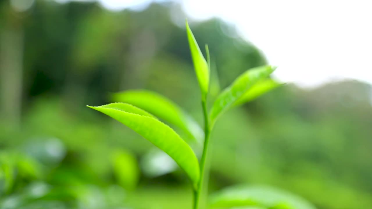Industria delle piantagioni di tè, agricoltura di esportazione, Sri Lanka, foglie di tè verde, arbusto di tè, primo piano del paesaggio, raccolta manuale del tè
