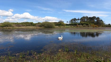 Schwan-Am-Seeufer-Treibt-Im-Frühling-Am-Wasser-Entlang-In-Waterford,-Irland