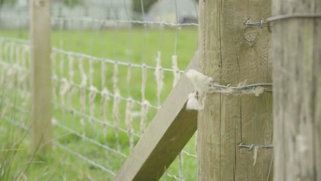 Sheep-wool-caught-on-a-barbed-wire-fence-and-wooden-poles,-locked-off