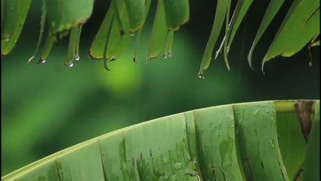 hojas de plátano después de la lluvia
