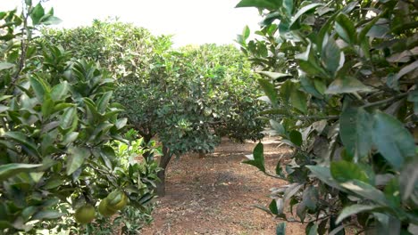orderly rows of citrus trees, each bearing a bounty of oranges, fill the maltese orchard, with the ground below bathed in sunlight and scattered with fallen leaves.