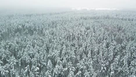 Aerial-view-of-a-frozen-pine-tree-forest-with-snow-covered-trees-in-winter