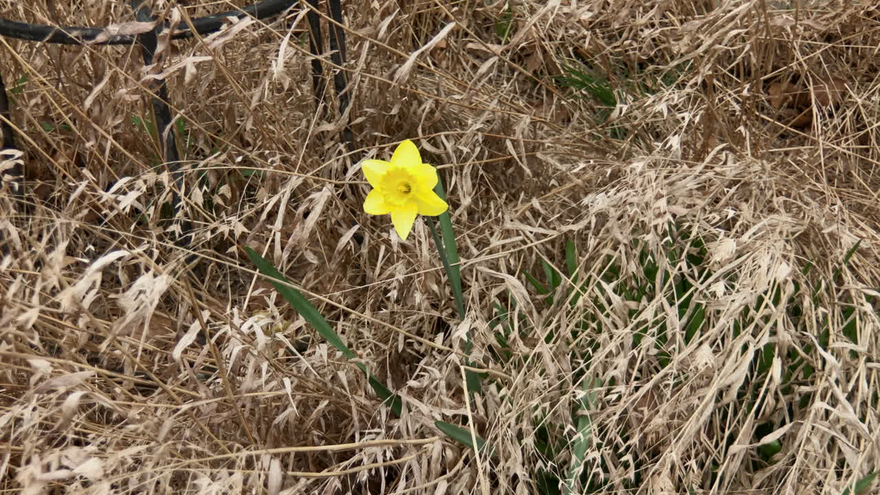 Spring Flowers In Bloom Free Stock Video Footage Download Clips