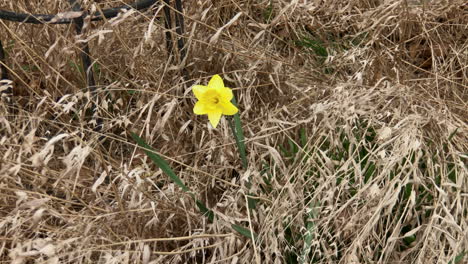 Frühlingsblumen-Blühen