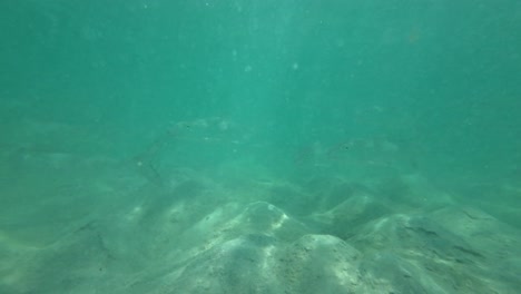 peces nadando en aguas claras de color turquesa, capturados desde un punto de vista submarino