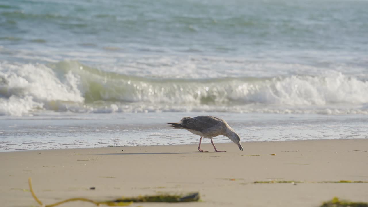 A lone seagull walks along the sandy beach with gentle waves rolling in behind it on a sunny day