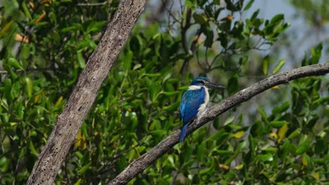 Mirando-Hacia-La-Derecha,-Visto-Desde-Atrás,-Durante-Un-Momento-De-Viento-En-El-Bosque-De-Manglares,-El-Martín-Pescador-De-Collar-Todiramphus-Chloris,-Tailandia