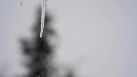 slow motion of water drops dripping off small melting icicle