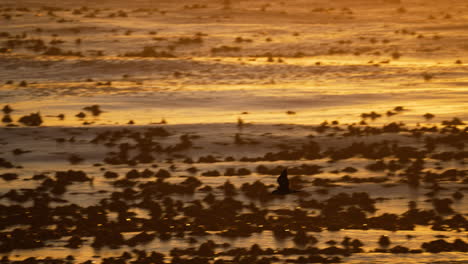 gaviota volando con el atardecer dorado sobre el océano lleno de algas en el fondo