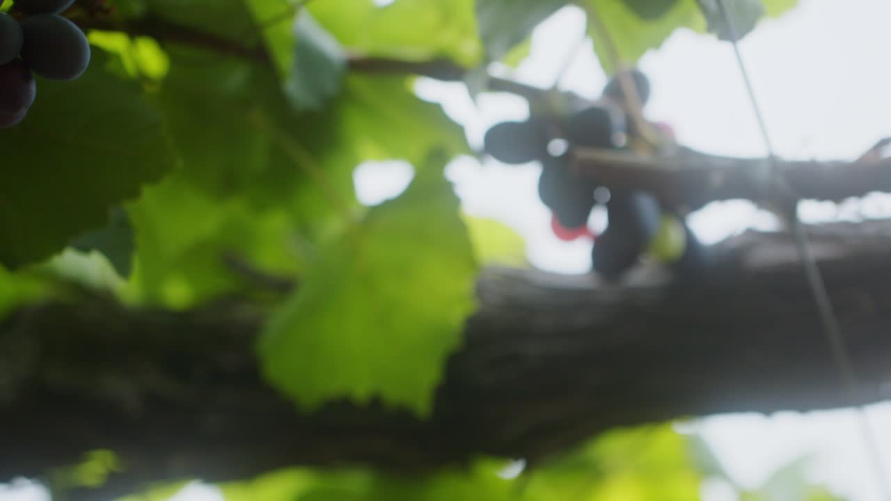 소비자를 위해 최고의 검은 포도를 선택하는 브라질 식품 산업