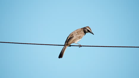 Yellow-vented-bulbul-balancing-perched-on-cable-or-rope-against-clear-blue-sky-and-fly-away