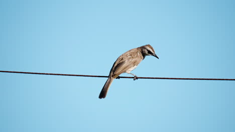 yellow-vented bulbul balancing perched on cable or rope against clear blue sky and fly away