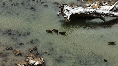 Mallard-Ducks-On-Swampy-Lakes-Of-Sequoyah-During-Winter-In-Arkansas,-USA