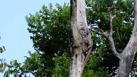 El-Lagarto-Monitor-Nublado-Se-Encuentra-En-Tailandia-Y-Otros-Países-De-Asia