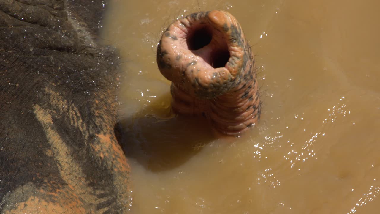 Un primo piano mostra una proboscide di elefante immersa nell'acqua marrone e fangosa, di giorno.