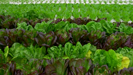 green leafy lettuce plants in an hydroponic growing setting