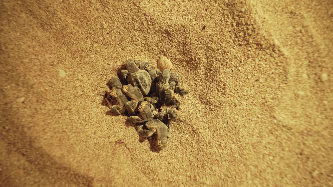 small movement of hawksbill turtle sea animal at night when come out of egg in sand beach in Iran persian gulf nature scenic landscape of birth in united state of America wildlife a golden sand coast