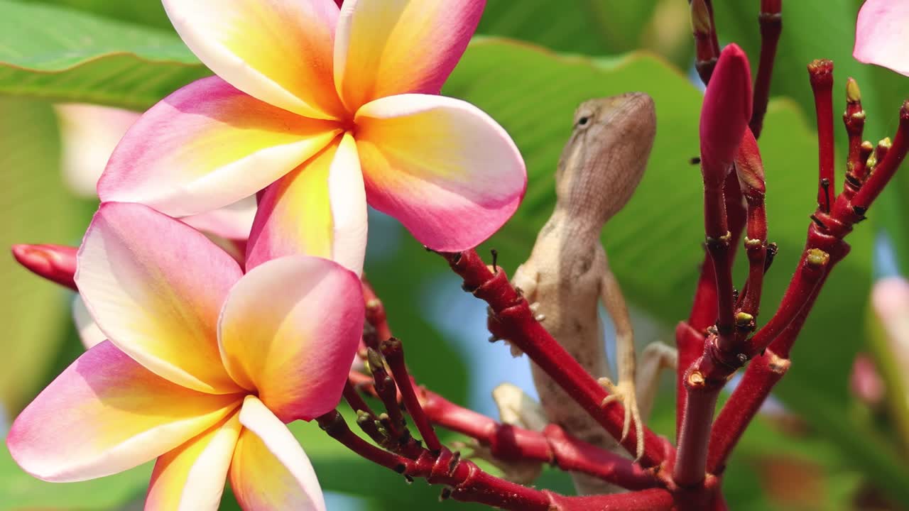 A lizard skillfully navigates colorful frangipani branches, surrounded by lush green leaves and vibrant flowers.
