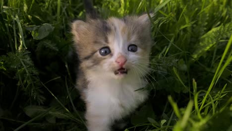 a small cute spotted yellow-gray-white kitten meows in the big grass in the meadow and walks forward