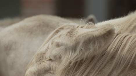 close up of mouth and ears of a white donkey