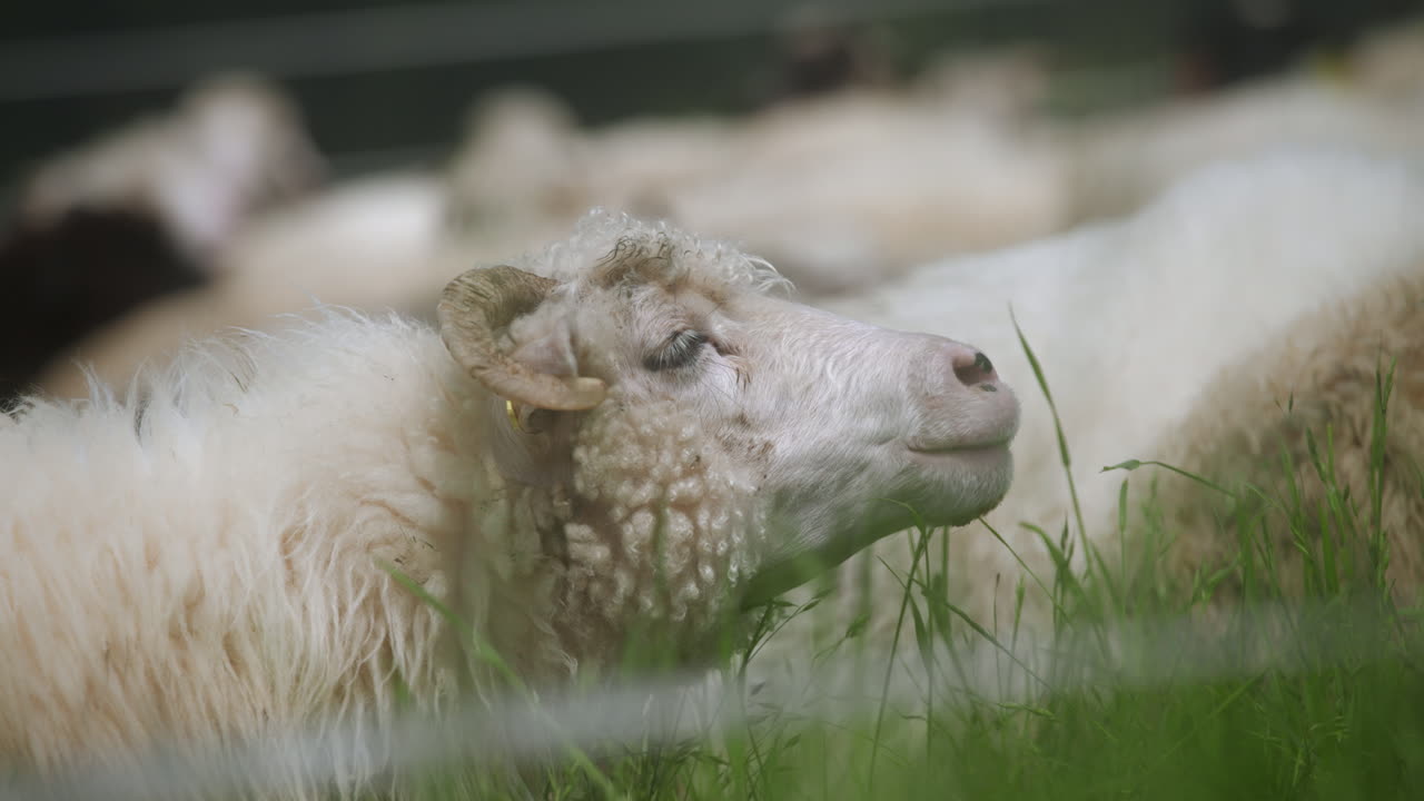 A ram sheep with horns laying on grass and resting among its flock on a sunny, warm, spring day in peaceful atmosphere.