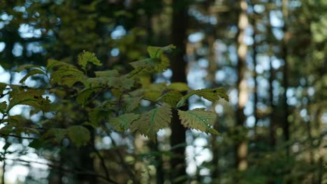 Slow-movement-around-a-green-branch-in-the-forest-towards-the-end-of-summer