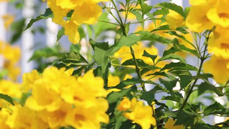 vibrant yellow flowers gently swaying in the breeze