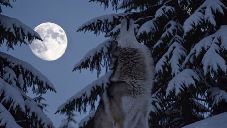 wolf howling at the full moon in snowy forest