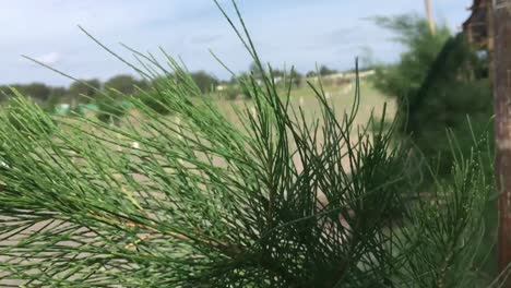 pine tree leaves waving with sky and sea as background