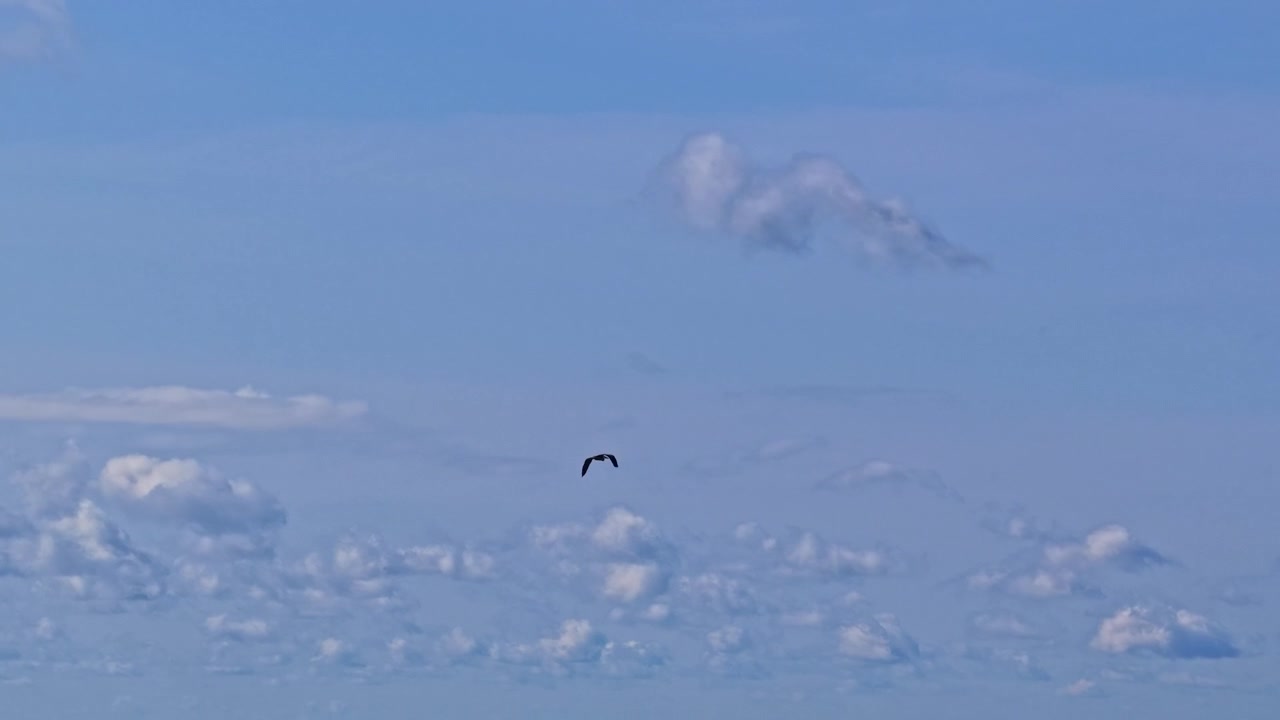 Cinematic footage of a large bird gliding gracefully high above a soft sea of white clouds.