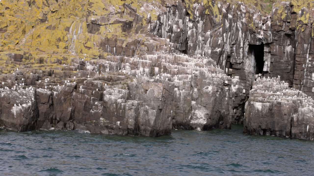large colony of birds nesting on the rocks surroudning the Isle of May