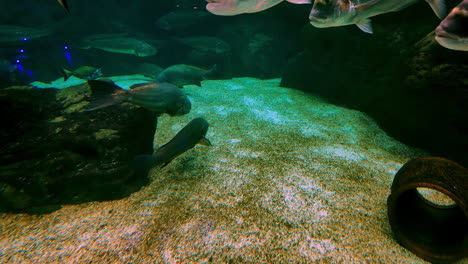 slow motion video of underwater fish