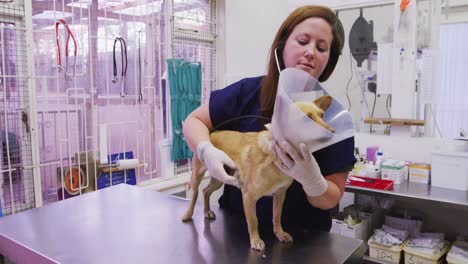 caucasian woman volunteer nursing a dog