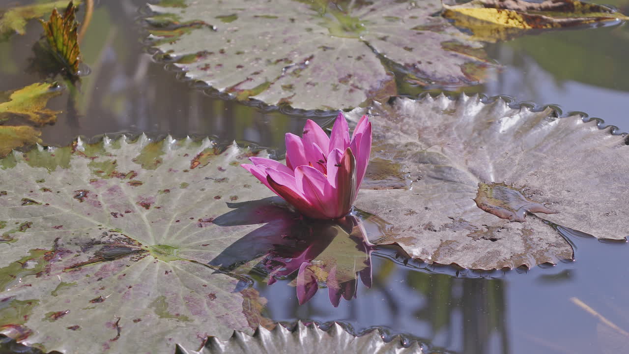 beautiful ornamental pond in garden in bali