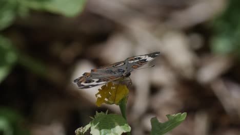 butterfly on flower flying in slow motion