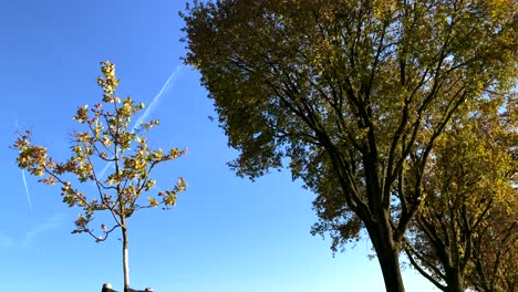 Aufnahme-Von-Unten-Nach-Oben-Von-Einem-Neu-Gepflanzten-Baum-Und-Einem-Alten-Baum-Mit-Bunten-Blättern-Im-Herbst-Vor-Blauem-Himmel-Im-Hintergrund