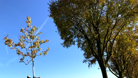 Bottom up shot of new planted tree and old tree with colorful leaves during autumn against blue sky in background