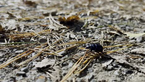 japanese rhinoceros beetle walks across forest floor with needles