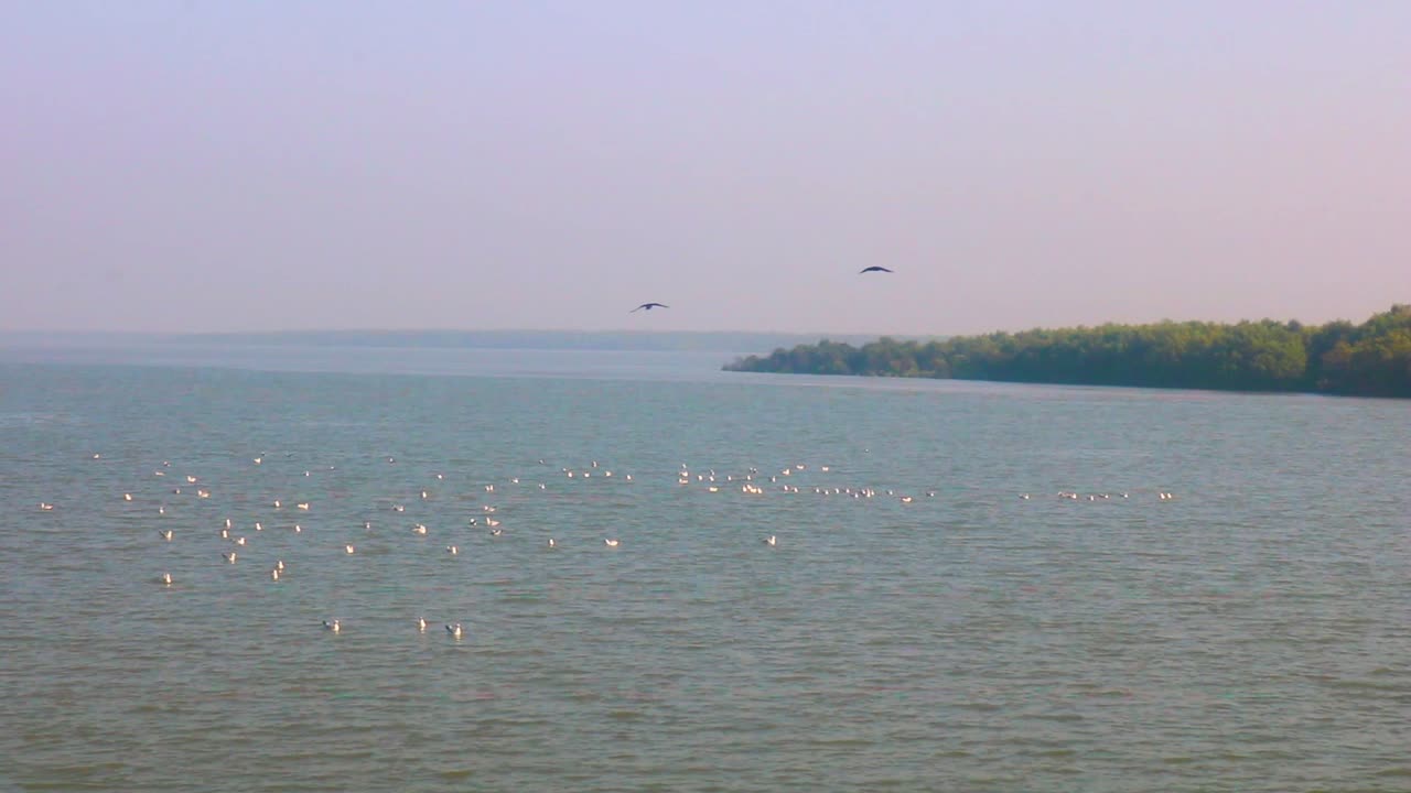 맹그로브 해안선 근처의 호수 물에서 쉬고 있는 갈매기 무리, 그들을 방해하는 두 마리의 까마귀