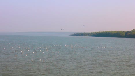 Group-of-seagulls-resting-on-lake-water-near-a-mangrove-coastline,-two-crows-disturbing-them
