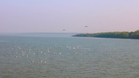 Grupo-De-Gaviotas-Descansando-En-El-Agua-Del-Lago-Cerca-De-Una-Costa-De-Manglares,-Dos-Cuervos-Molestándolos