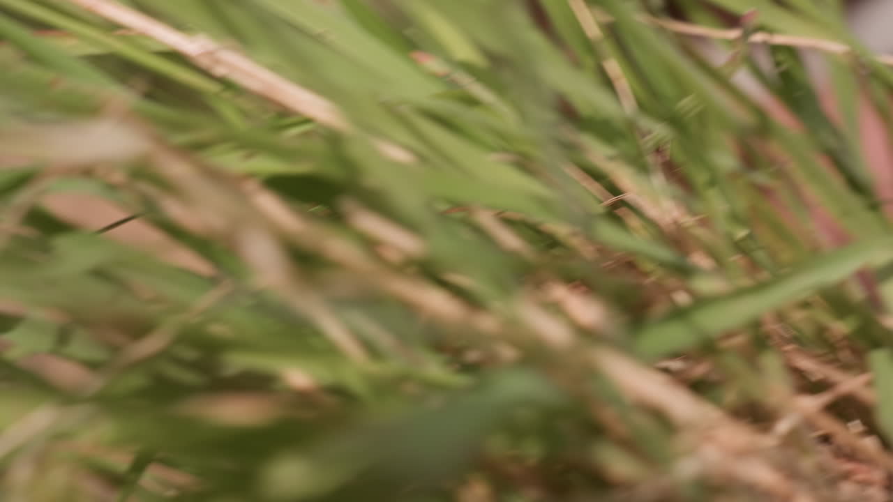 soldier with head bandage crawls through dense grassy terrain under daylight, partially concealed by wild plants, showing strain and focus in intense survival moment before rising with determination
