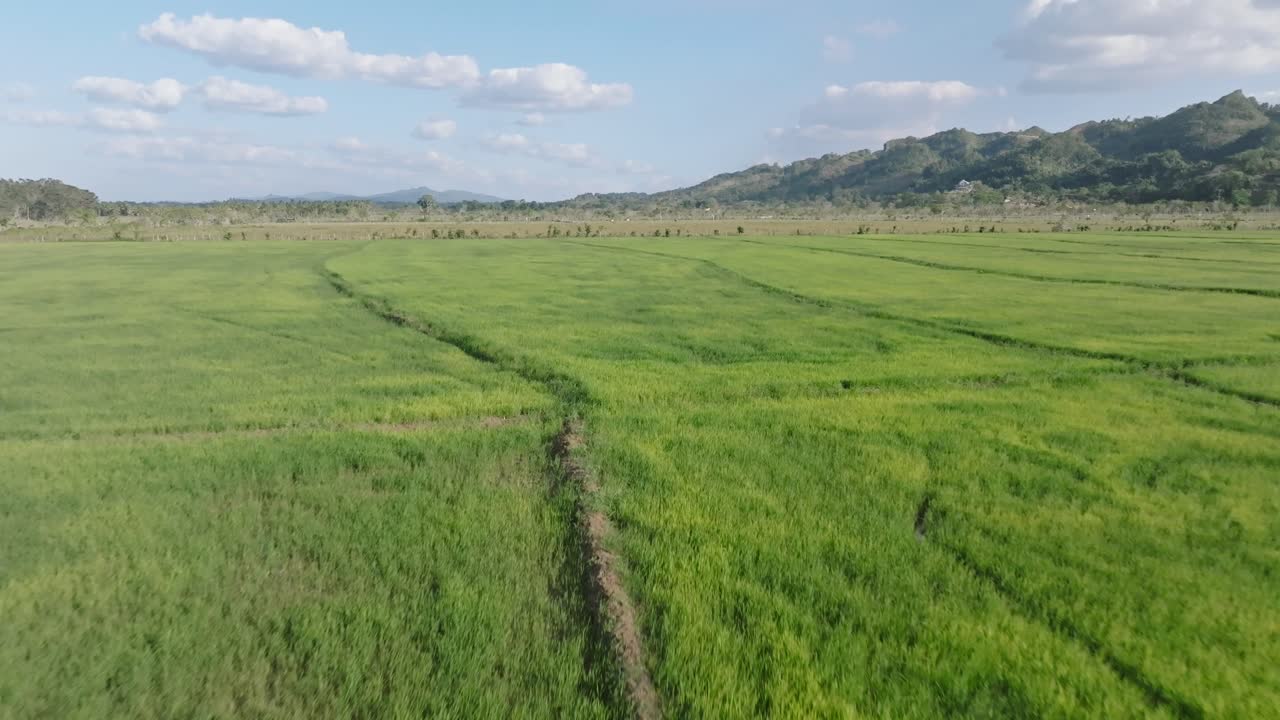 voo aéreo sobre campos de arroz verde crescendo em sabana de la mar, república dominicana