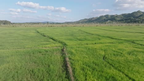 Vuelo-Aéreo-Hacia-Adelante-Sobre-Campos-De-Arroz-Verde-Que-Crecen-En-Sabana-De-La-Mar,-República-Dominicana