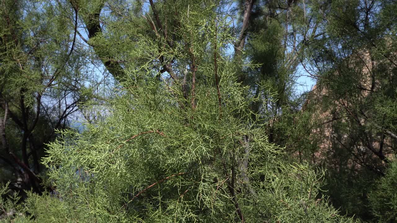 Leaves of a tree in a close-up view moving in the wind. In the background, many tree branches are visible under a bluish sky