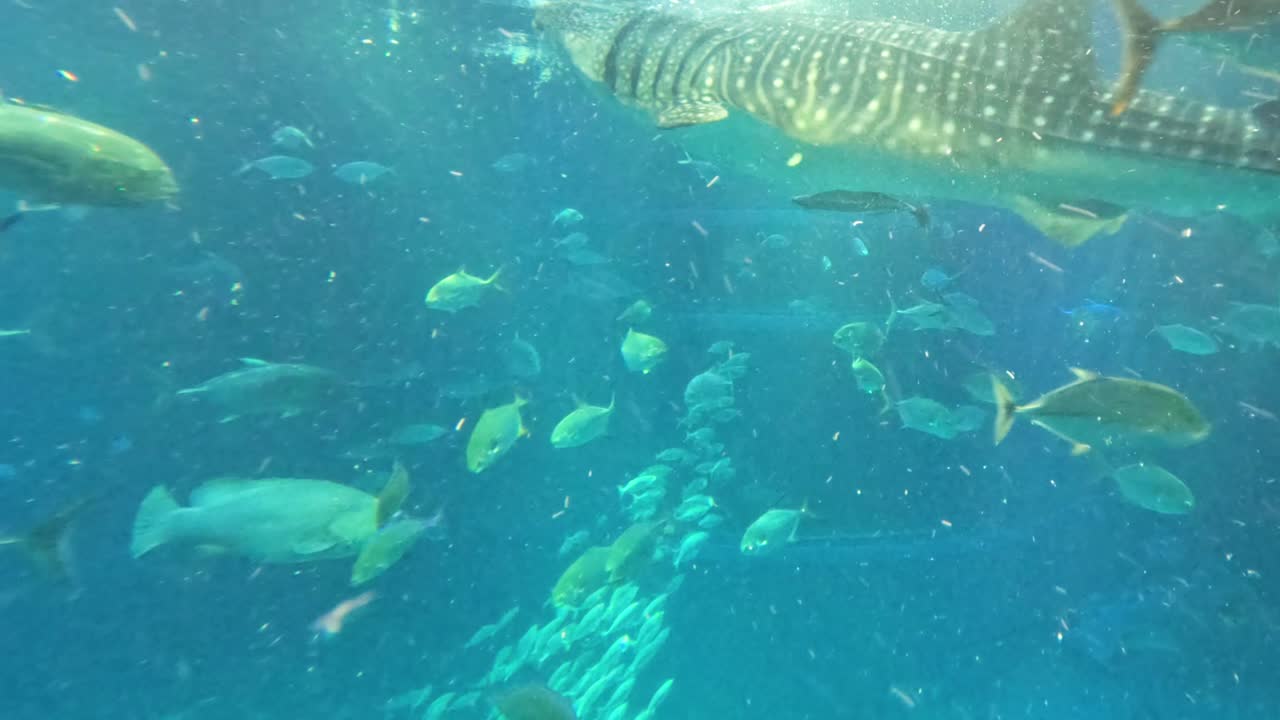 고래 상어와 함께 수영하는 다양한 해양 생물