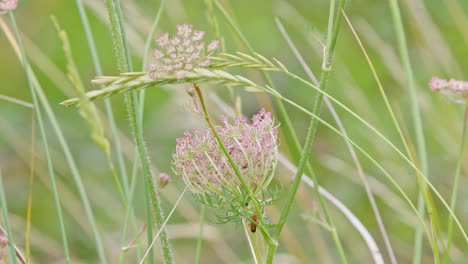 close up of the wild carrot flower, also known as bee's nest, queen anne's lace,bishop's lace and birds nest flower