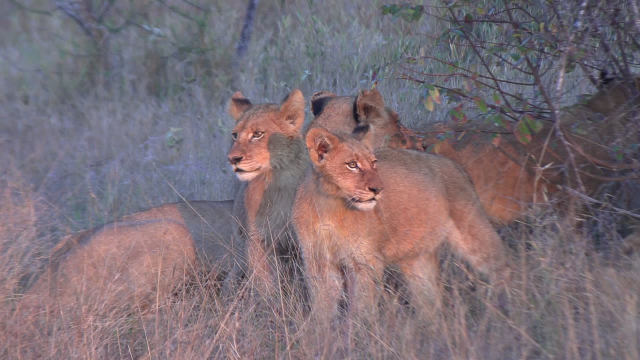 een leeuwin en haar welpen onder de gloed van de ochtendzon