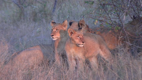 a lioness and her cubs under the glow of the morning sun