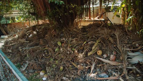 dry palm leaves pile of garbage phucoc vietnam fukok 37 of 55